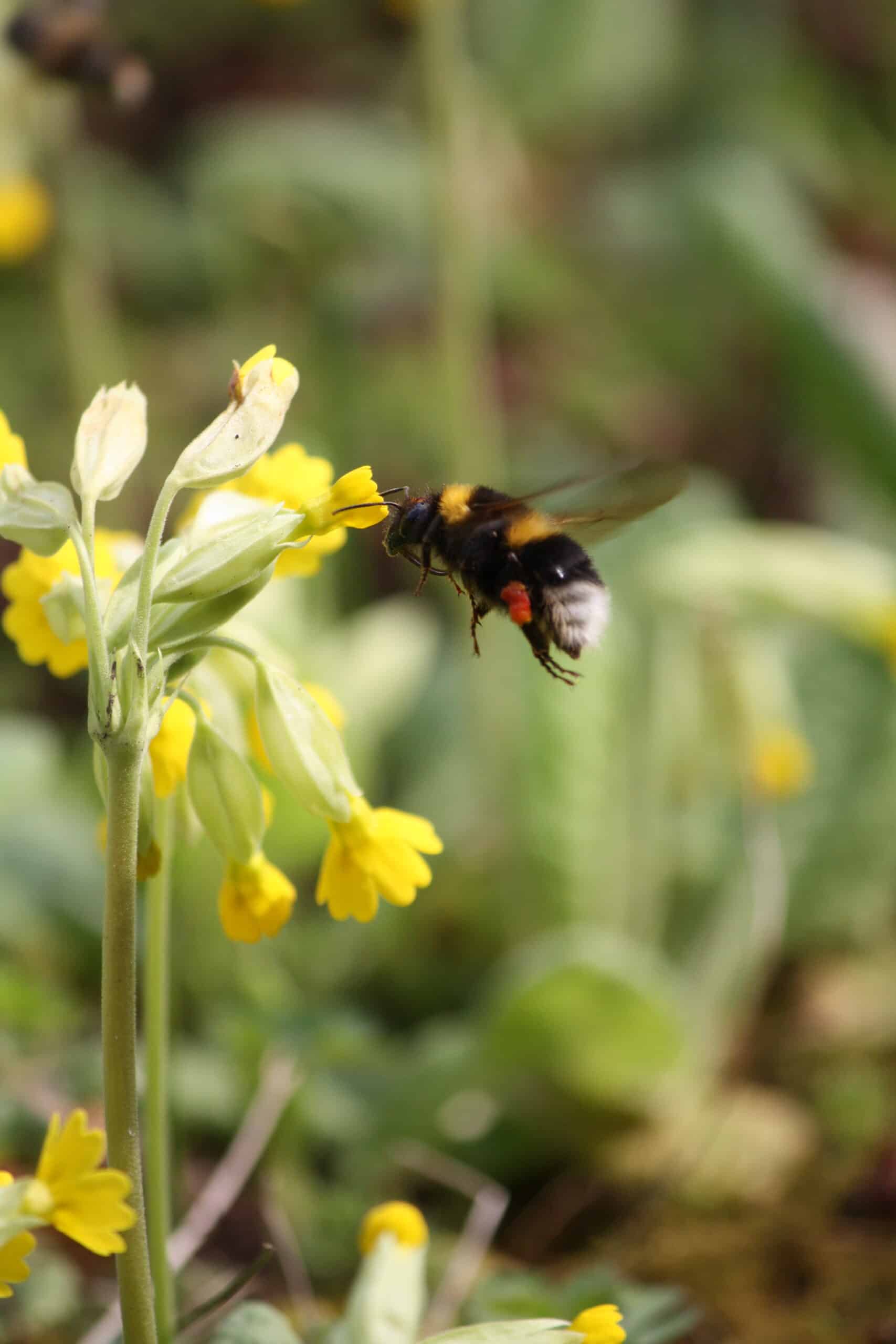 Eine Hummel im Landeanflug auf eine gelbe Blume.