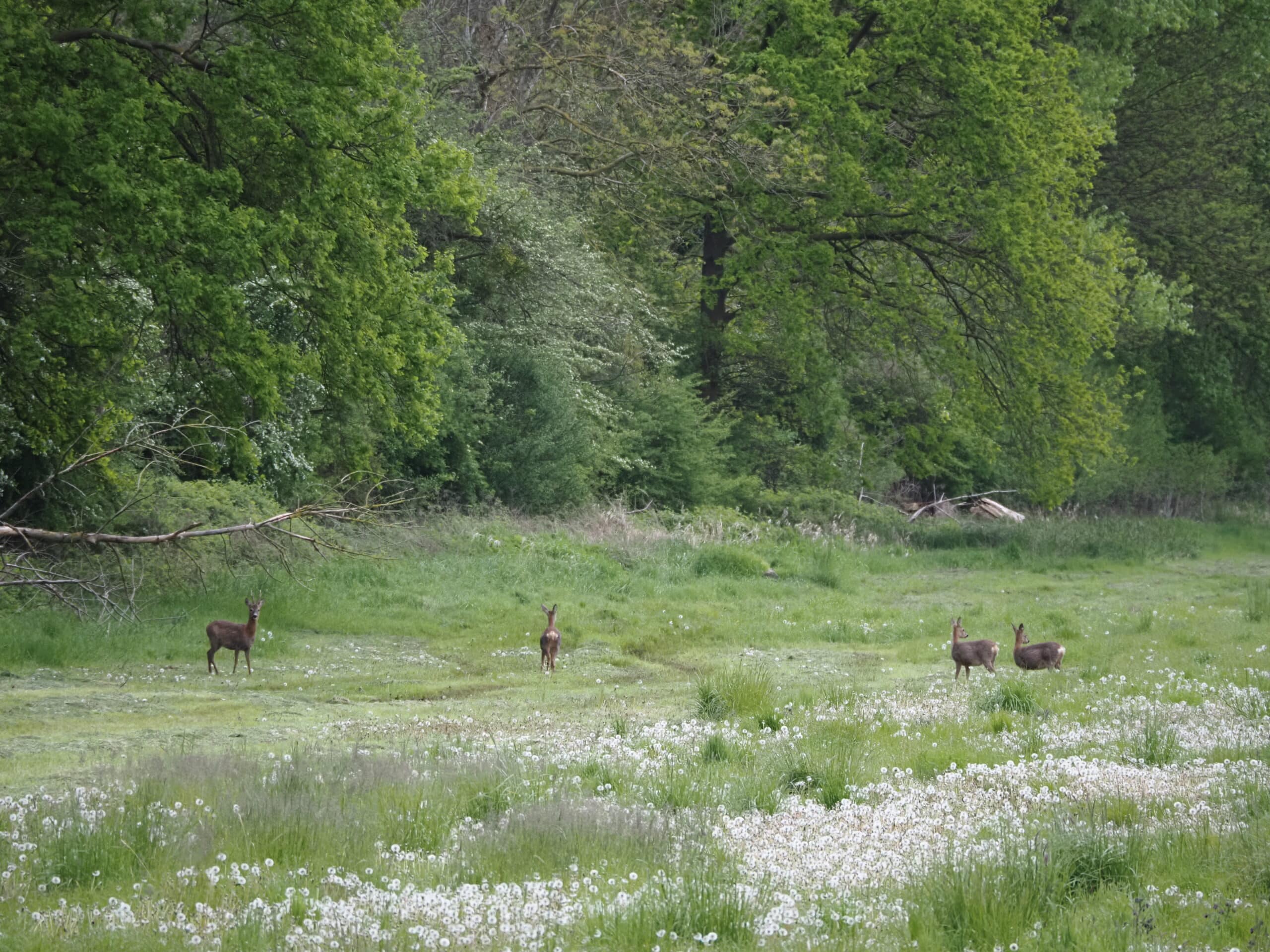 Vier Rehe stehen auf einer grünen Wiese mit vielen Pusteblumen. Im Hintergrund sind große Bäume zu sehen.