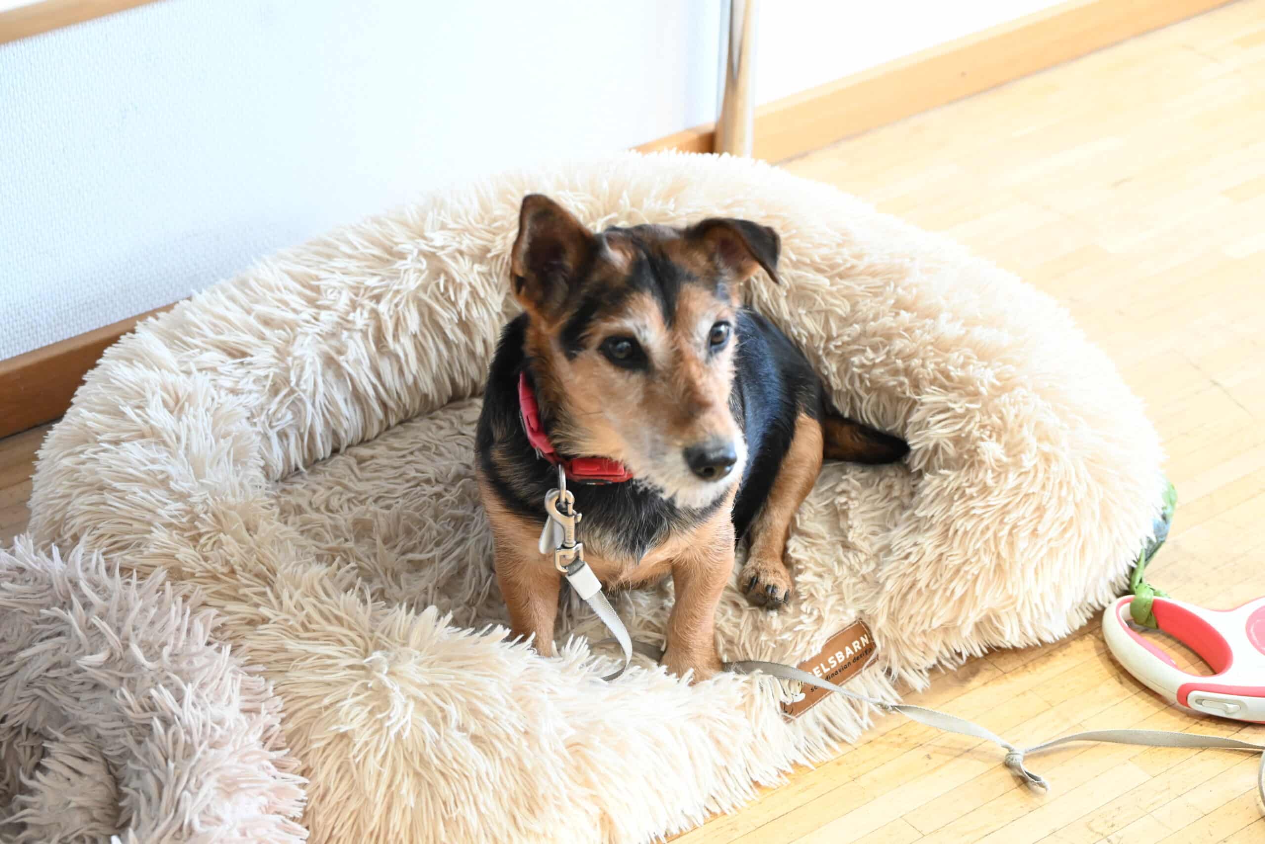 Ein kleiner Hund liegt in seinem Körbchen.